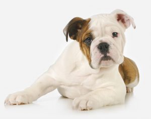 The Bulldog is a medium-sized breed of dog commonly referred to as the English Bulldog or British Bulldog. Other Bulldog breeds include the American Bulldog, Old English Bulldog, Leavitt Bulldog, Olde English Bulldogge, and the French Bulldog.