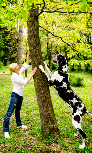 Great Dane trying to climb up a tree in at the park 